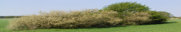 topbanner-base.jpg (48873 Byte)
